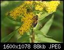 Macros - Bee-and-Goldenrod_6481.jpg (1/1)-bee-goldenrod_6481.jpg