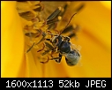Macros - Wasp-n-Sunflower_6514.jpg (1/1)-wasp-n-sunflower_6514.jpg