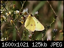 Macros - Asters-Butterfly-3.jpg (1/1)-asters-butterfly-3.jpg
