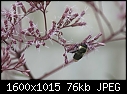 Macros - Bee-Joe-Pye_6461.jpg (1/1)-bee-joe-pye_6461.jpg
