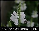 Macros - Bee-n-Flower_6277.jpg (1/1)-bee-n-flower_6277.jpg