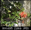 Species Hibiscus-hibiscus-species-dsc03332.jpg
