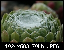 cob-web succulent-img_4654-large-.jpg