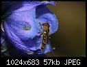 hoverfly on flower-img_5072-large-.jpg