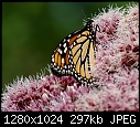 More bugs on flowers 01 Monarch wading into the Joe Pye.JPG (1/1)-01-monarch-wading-into-joe-pye.jpg
