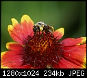 More bugs on flowers Bee full of pollen on gaillardia.JPG (1/1)-bee-full-pollen-gaillardia.jpg