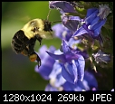 More bugs on flowers Pollen-laden bee approaches clustered bellflower.JPG (1/1)-pollen-laden-bee-approaches-clustered-bellflower.jpg