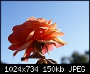 A rose 4 JV-rose-about-face-dsc03350.jpg