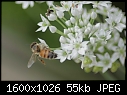 Macros Too - Bee-Garlic-flowers_6594.jpg (1/1)-bee-garlic-flowers_6594.jpg