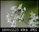 Macros Too - Bee-Garlic-flowers_6597.jpg (1/1)-bee-garlic-flowers_6597.jpg