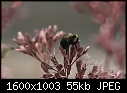 Macros Too - Bee-Joe-Pye_6537.jpg (1/1)-bee-joe-pye_6537.jpg