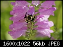 Macros Too - Bee-on-Flower_6572.jpg (1/1)-bee-flower_6572.jpg
