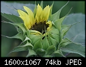 Macros Too - Sunflower-opening_6449.jpg (1/1)-sunflower-opening_6449.jpg