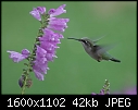 Macros - Hummingbird_6797.jpg (1/1)-hummingbird_6797.jpg