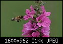 Macros - Bee-Flower_6775.jpg (1/1)-bee-flower_6775.jpg