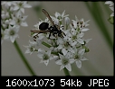 Macros - Wasp-Flower_6760.jpg (1/1)-wasp-flower_6760.jpg