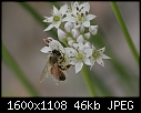 Macros - Bee-Garlic-Chive_6785.jpg (1/1)-bee-garlic-chive_6785.jpg