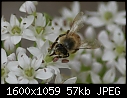 Macros - Bee-Garlic-Chive_6789.jpg (1/1)-bee-garlic-chive_6789.jpg