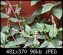 Can anyone ID this plant - SDC10147.jpg (1/1)-sdc10147.jpg