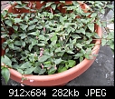 Can anyone ID this plant - SDC10147.jpg (1/1)-sdc10147a.jpg