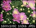 Plants and Flowers - Mums_6588.jpg (1/1)-mums_6588.jpg