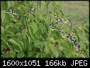 Plants and Flowers - Virburnum_6490.jpg (1/1)-virburnum_6490.jpg