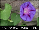 Plants and Flowers - Morning-Glory_6585.jpg (1/1)-morning-glory_6585.jpg
