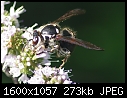 More Macros - Wasp-flower_6919.jpg (1/1)-wasp-flower_6919.jpg