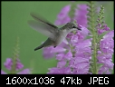 More Macros - Hummingbird_6801.jpg (1/1)-hummingbird_6801.jpg
