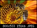 Bee on Helenium-09101468www-mangl-.jpg