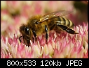 Bee on Sedum-09101454www-mangl-.jpg