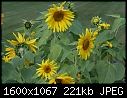 -sunflowers_7096.jpg