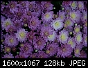 Flowers and Things - Mums_6934.jpg (1/1)-mums_6934.jpg