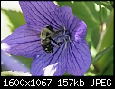 Flowers and Things - Bee-flower_6909.jpg (1/1)-bee-flower_6909.jpg