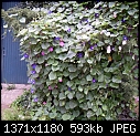 Juniper bush covered with morning glories. - SDC10158.JPG (1/1)-sdc10158.jpg