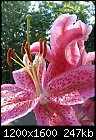 A few pics from my garden 7-img_2708-lily.jpg