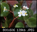 Begonia 1 jpg-begonia-dsc03441.jpg