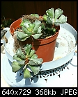 Another to ID a succulent?-77-dsc02878.jpg