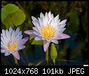 -water-lilies-1.jpg