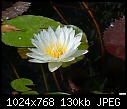 -water-lily.jpg