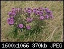 Asters - Purple-stemmed-Aster_7227.jpg (1/1)-purple-stemmed-aster_7227.jpg