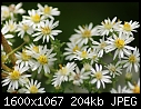 Asters - attached files (1/1)-heath-asters_7233.jpg