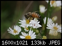 Bees - Bee-n-Aster_7215.jpg (1/1)-bee-n-aster_7215.jpg
