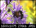 Bees - Bee-P.Aster_7177.jpg (1/1)-bee-p.aster_7177.jpg