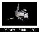 White Cattleya Orchid-7360-c-7360-cattleya-27-09-09-5d-100.jpg