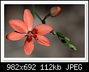 ID please.-c-7311-orangeflower-27-09-09-5d-100.jpg