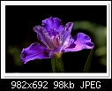 First Bloom of the Season-7381-c-7381-lou-iris-29-09-09-5d-100.jpg
