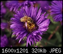 Bugs 'n' Blooms 04 Bee on Aster.JPG (1/1)-04-bee-aster.jpg