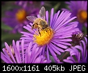 Bugs 'n' Blooms 06 Bee on Aster.JPG (1/1)-06-bee-aster.jpg