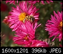 Bugs 'n' Blooms 07 Bee Taking Off from aster.JPG (1/1)-07-bee-taking-off-aster.jpg